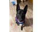 Adopt Gamma a Shepherd, Labrador Retriever