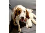 Adopt Elide a Poodle, Brittany Spaniel