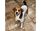 Adopt Honey a Beagle