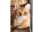 Adopt Sugar (bonded pair with Spice) a Domestic Short Hair