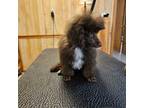 Poodle (Toy) Puppy for sale in Woodruff, SC, USA