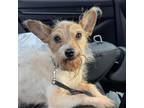 Adopt Stracey F a Jack Russell Terrier