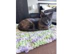 Adopt Maple a Dilute Tortoiseshell, Domestic Short Hair