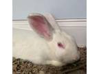 Adopt Marilyn Bunroe a Bunny Rabbit