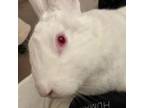 Adopt Audrey Hopburn a Bunny Rabbit