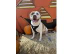 Adopt Elektra a Pit Bull Terrier