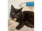 Adopt Shelby a Domestic Short Hair