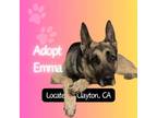 Adopt Emma a German Shepherd Dog