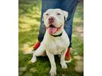 Adopt RALPHIE a Pit Bull Terrier