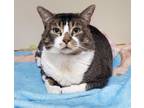 Adopt SPENCER a Domestic Short Hair