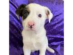 Adopt Jimmy a Australian Cattle Dog / Blue Heeler, Hound