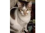 Adopt Rainer a Tabby