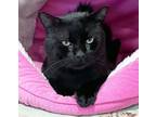 Adopt SMUDGE a Domestic Short Hair
