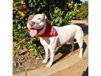 Adopt Taz a Pit Bull Terrier, Mixed Breed