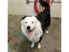 Adopt KALEA a Border Collie