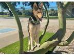 Adopt Lasse a German Shepherd Dog, Siberian Husky