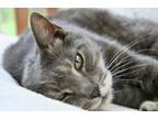 Adopt Tigre the big lover boy a Domestic Short Hair, British Shorthair