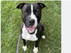 Adopt BUCKY a Pit Bull Terrier, Mixed Breed