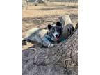 Adopt Balto a Akita, Australian Shepherd