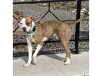 Adopt Rocko a Pit Bull Terrier