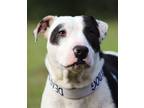 Adopt Beethoven a American Staffordshire Terrier