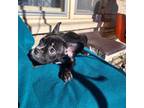 French Bulldog Puppy for sale in Louisville, KY, USA