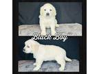 Golden Retriever Puppy for sale in Clay City, IL, USA