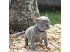 French Bulldog Puppy for sale in Margate, FL, USA
