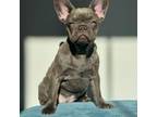 French Bulldog Puppy for sale in Apple Valley, MN, USA