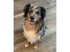 Adopt Odin a Australian Shepherd