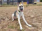 Adopt Sheppy a German Shepherd Dog