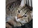 Adopt Wheaton Road Hans a Domestic Short Hair, Tabby