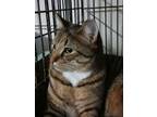 Adopt Wheaton Road Homer a Domestic Short Hair, Tabby