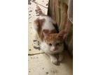 Adopt Ginger a Domestic Short Hair