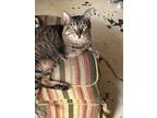 Adopt Asher a Domestic Short Hair