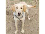 Adopt Spike a Labrador Retriever