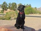 Adopt BARKLEY a Labrador Retriever, Mixed Breed