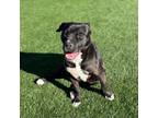 Adopt Onyx a Pit Bull Terrier, Labrador Retriever