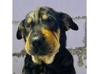 Adopt Dasher a Shar-Pei, Black Labrador Retriever
