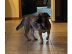 Adopt Gordy a Basset Hound, German Shepherd Dog
