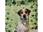 Adopt Jerry a Pointer, Hound