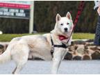 Adopt Kane a Siberian Husky, Mixed Breed