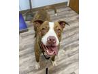 Adopt YOGI a Pit Bull Terrier