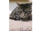 Adopt Sage a Domestic Short Hair