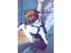 Adopt Rusty CP~ a Jack Russell Terrier
