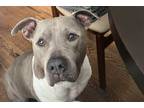 Adopt Cash a American Staffordshire Terrier