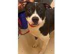 Adopt DOMINO a Pit Bull Terrier