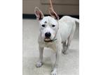 Adopt TREY a Staffordshire Bull Terrier, Mixed Breed
