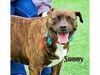 Adopt Sunny a Pit Bull Terrier, Mixed Breed