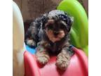 Aussiedoodle Puppy for sale in Ionia, IA, USA
